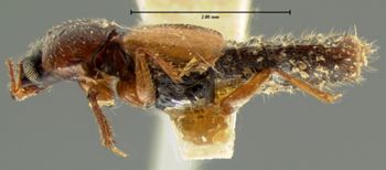 Media type: image;   Entomology 6528 Aspect: habitus lateral view